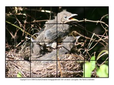 Puzzle-Amsel-4.pdf